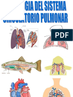 2.1.0-Circulación_Pulmonar.ppt