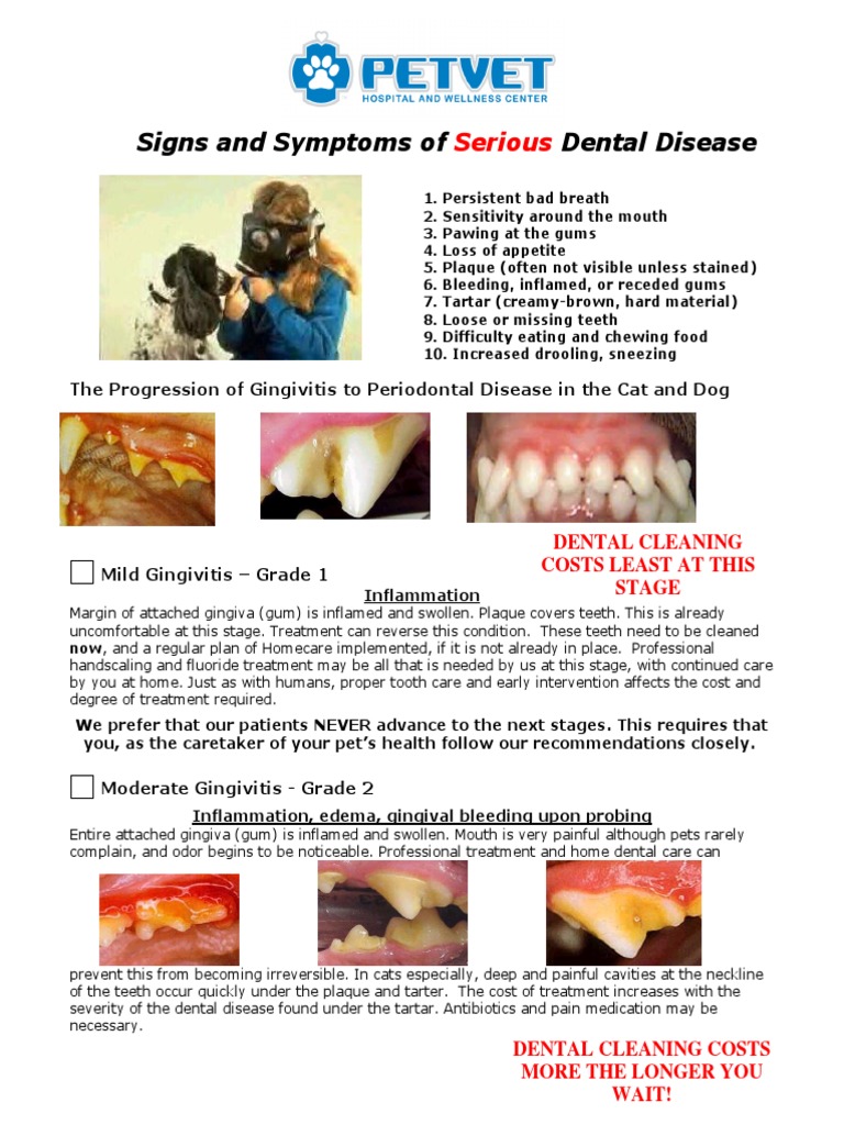 Dental Disease Handout 3 PDF | PDF | Human Tooth | Oral Hygiene