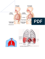 1.Diaphragm (Recovered)