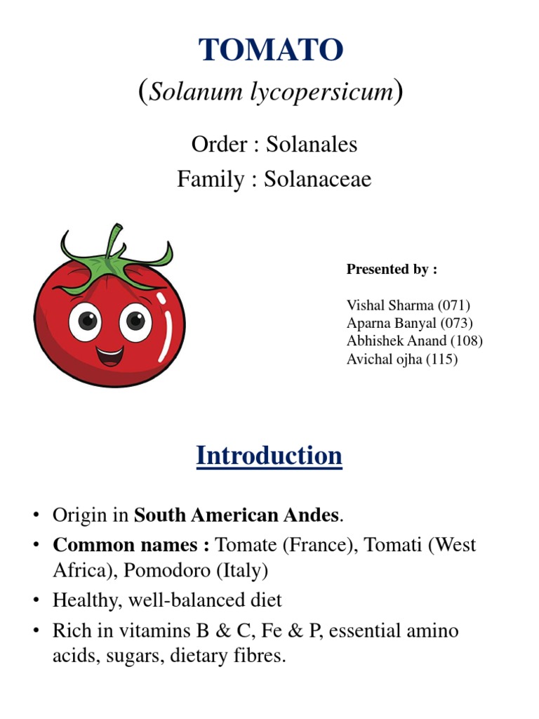 TOMATO (Solanum Lycopersicum) | PDF | Tomato | Seed