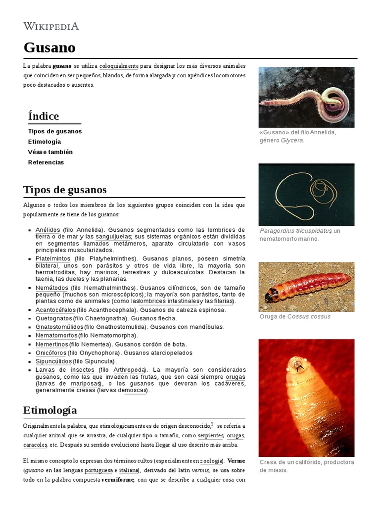 Gusano | PDF | Protostomas | Organismos