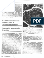 Degradación de almidón.pdf