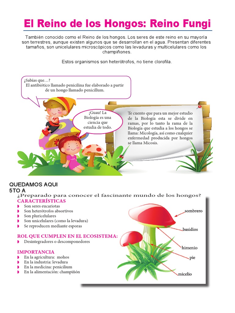 Reino Fungi | PDF | Hongo | Organismos