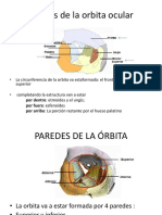 Huesos de La Orbita Ocular