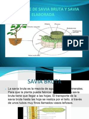 Transporte de La Savia Bruta y Savia Elaborada | PDF | Raíz | Plantas