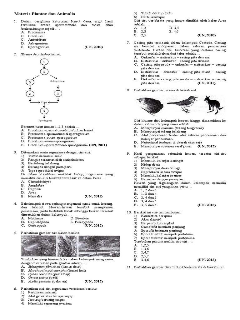 Plantae Animalia