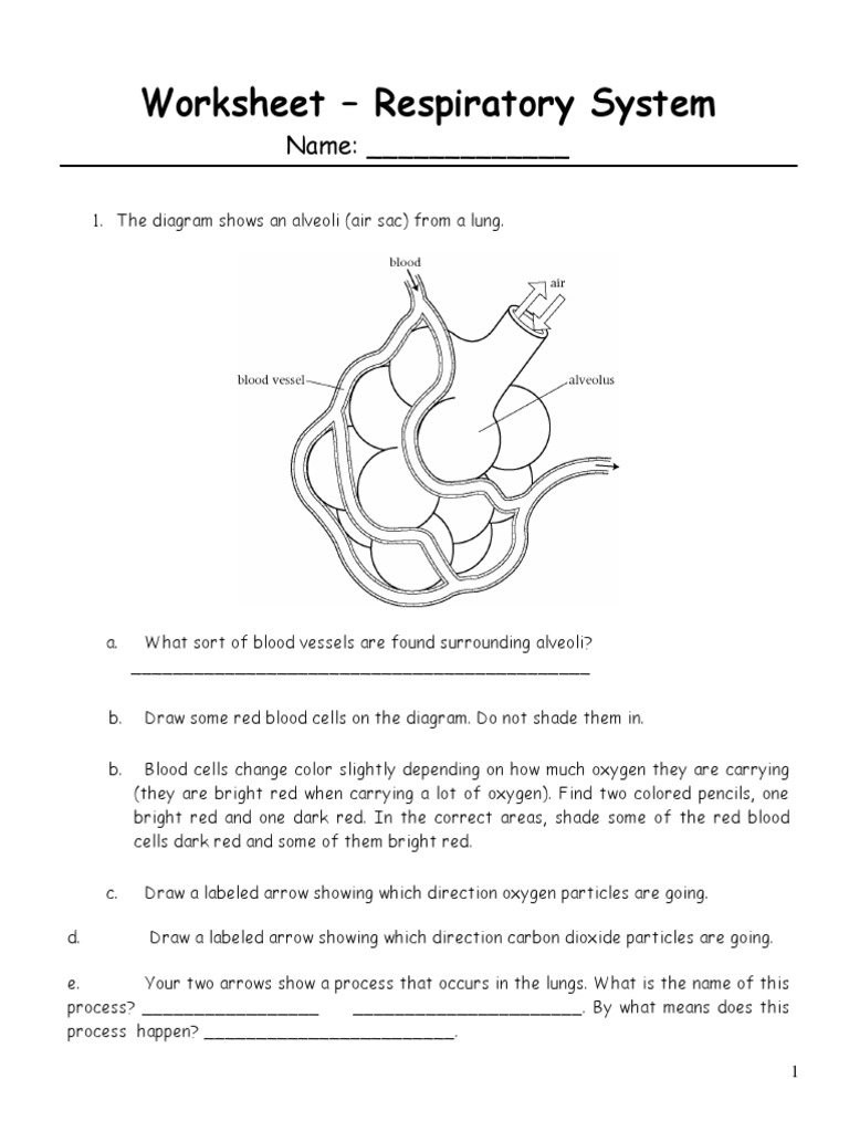 Worksheet - Respiratory System PDF  Respiratory System  Lung Intended For Respiratory System Worksheet Pdf