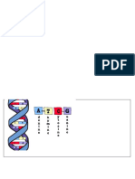 Dna Model