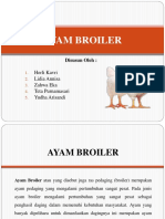 AYAM BROILER.pptx