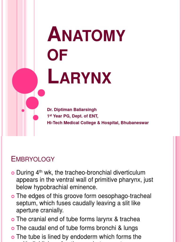Anatomy and Embryology of Larynx | PDF | Larynx | Musculoskeletal System
