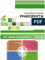 phaeophyta.pptx