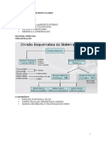 Adaptações Neuromusculares