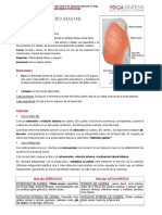 Glúteo mayor - Anatomía y fortalecimiento