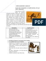 Especialidad de Camellos PDF