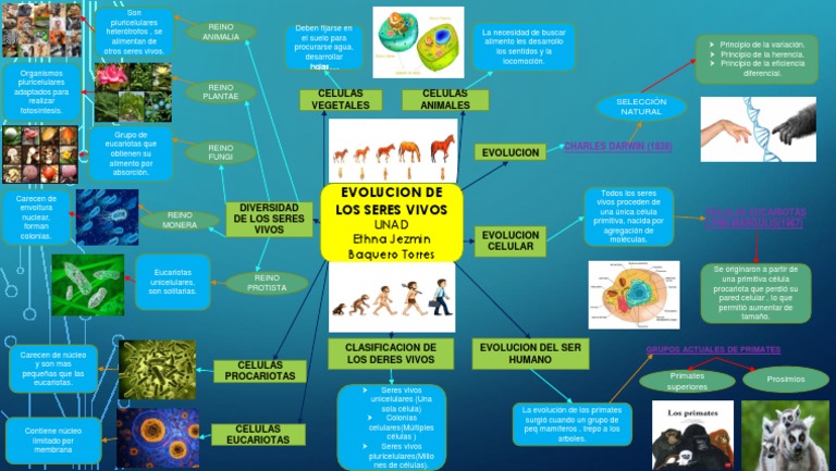 Mapa Mental Evolucion de Los Seres Vivos Eucariotas