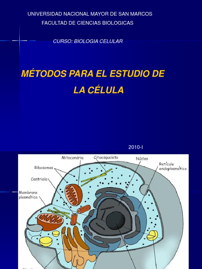 Métodos Para El Estudio De La Célula Universidad Nacional Mayor De San Marcos Facultad De