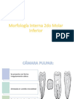 morfologia interna 