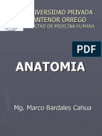 Anatomia Semana 14