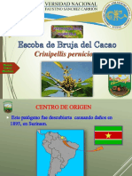 Escoba de Brujas Del Cacao