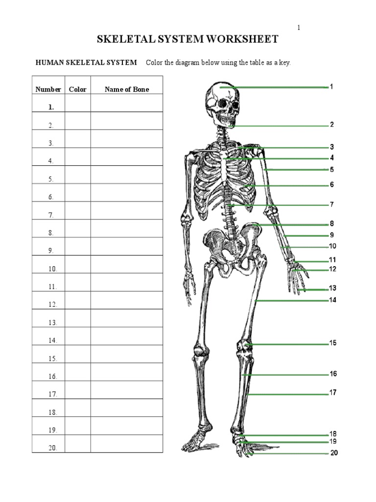Effectiveness of The Teacher-Made Scienc  PDF  Pelvis  Skeleton In Skeletal System Worksheet Pdf