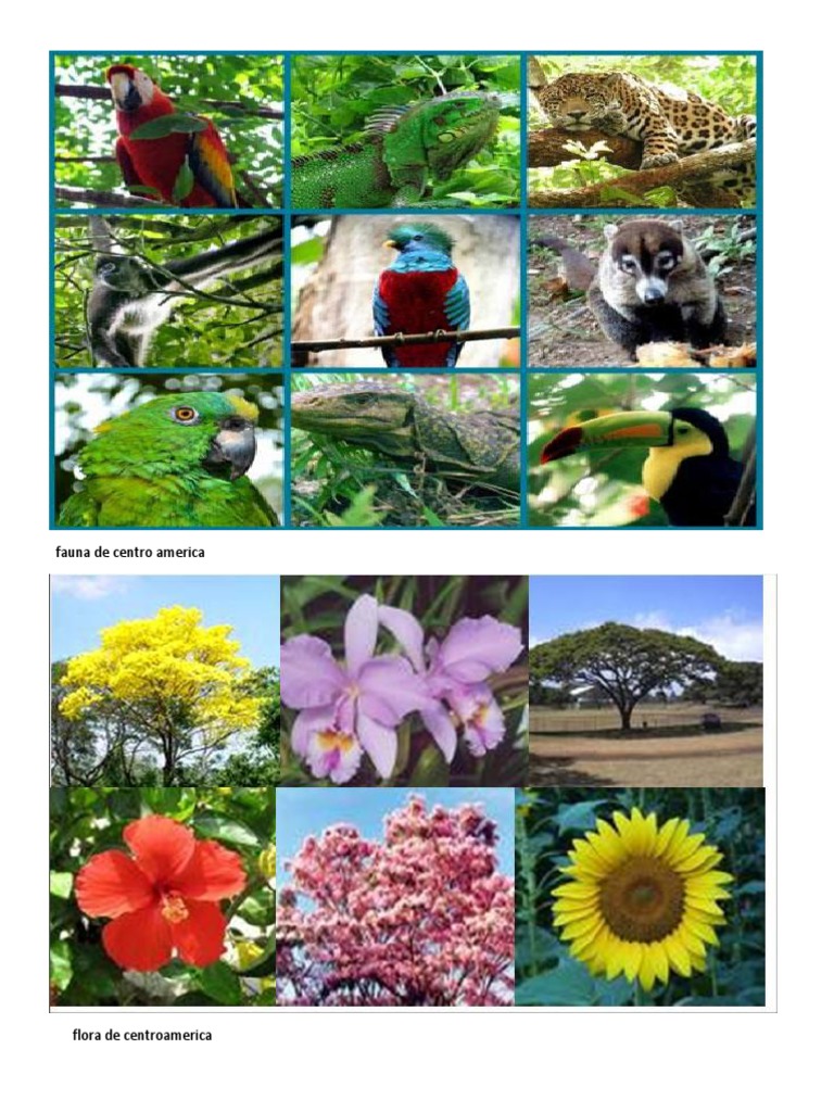 Fauna de Centro America