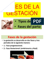 9fasesdelagestacion2013 131102145123 Phpapp02 PDF