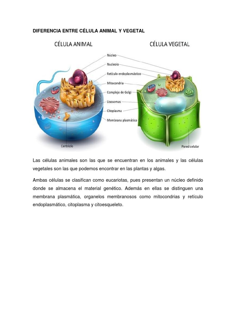 Quais As Diferenças Entre Celula Animal E Vegetal