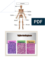 Formacion y Crecimiento de Los Huesos