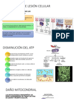 Mecanismos de Lesión Celular