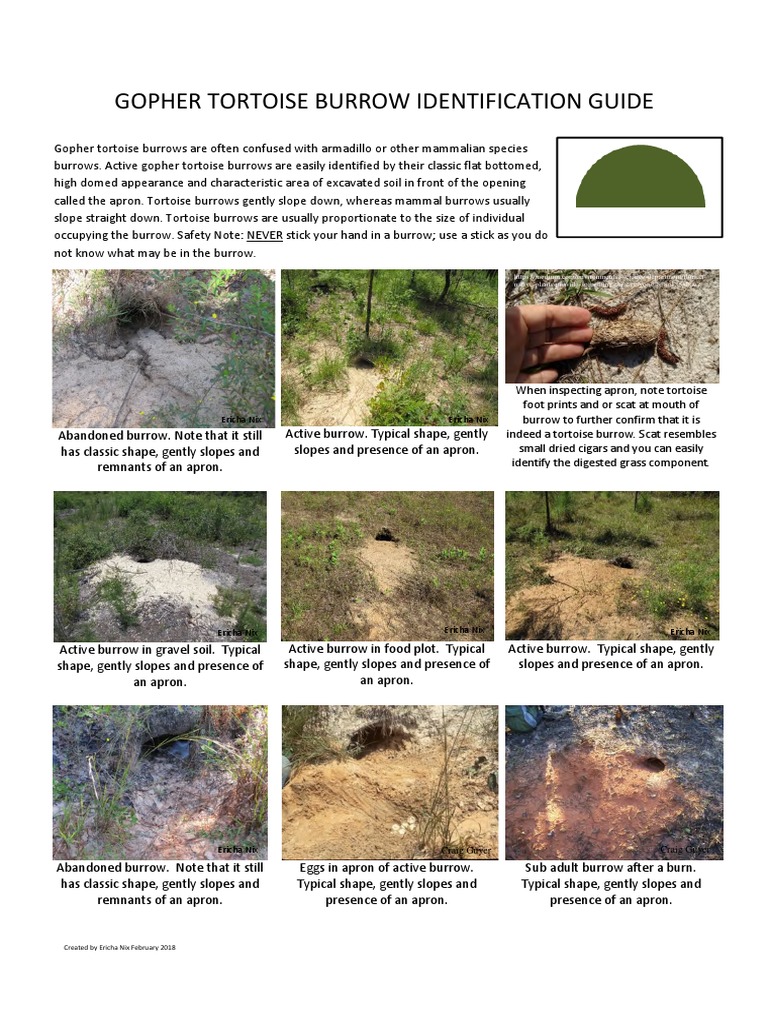 Gopher Tortoise Burrow Identification Guide: Ericha Nix Ericha Nix ...