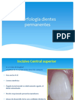 anatomiadentariapermanentes1-100927223507-phpapp01