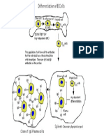 Diferenciação Das Celulas B