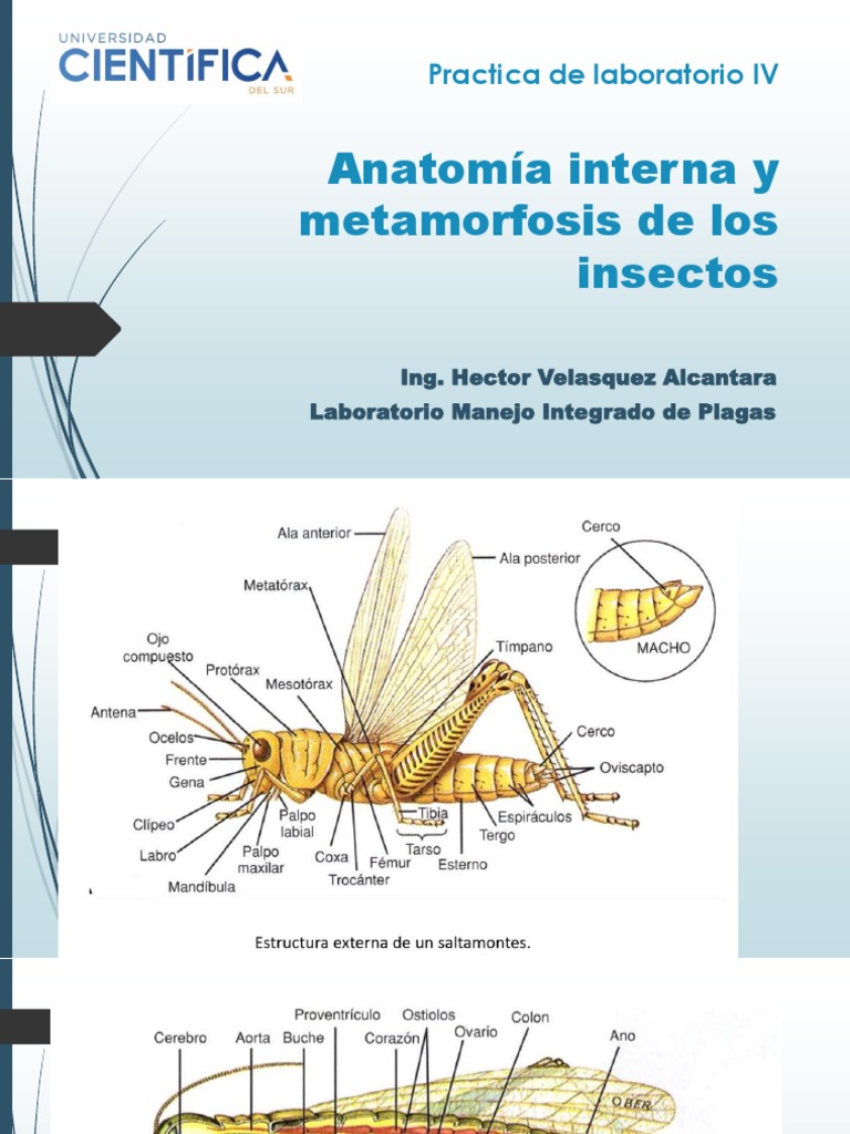 Anatomía Interna de Los Insectos | PDF