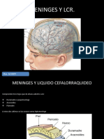 Meninges