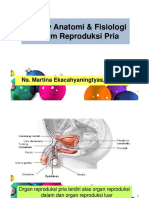 Review Anatomi Pria S16