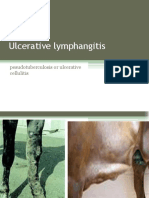 Abdelfattah Monged Selim - Ulcerative Lymphangitis