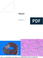 Heart: Exam 2