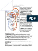 SISTEMA CIRCULATORIO.docx