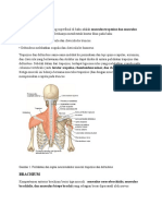 Musculus Extremitas Superior