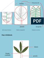 Curso 4 - Claves y Hojas 2 Parte PDF