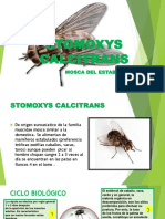 Stomoxys Calcitrans