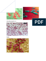 imagenes de microorganismos(disertacion micro).docx