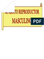 APARATO REPRODUCTOR MASCULINO.docx
