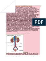 Anatomia y Fisiologia Del Sistema Renal