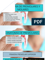 Anatomia de Premolares y Molares Final