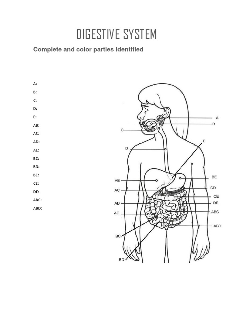 Digestive System: Complete and Color Parties Identified | PDF