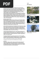 Download Moringa oleifera WAF by Bruno Guerra SN40767659 doc pdf
