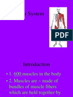 Muscular System Explained