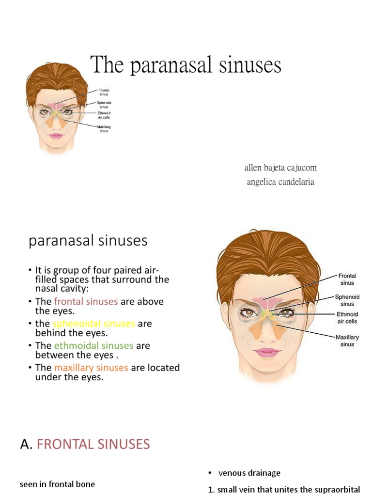 The Paranasal Sinuses | PDF | Human Nose | Anatomy