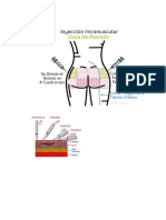 Anatomia